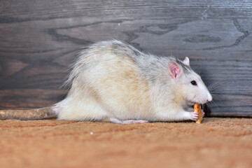 Grey house rat funny pet in a room on a dark background