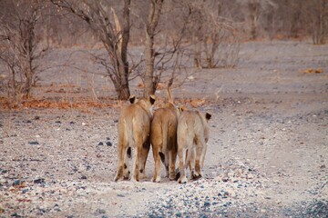 3 Lioness Sisters