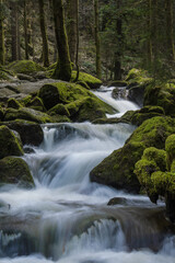 Grüner Bach im Schwarzwald