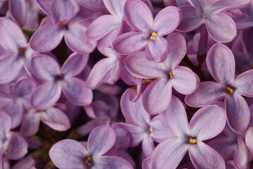 Naklejka na ściany i meble Closeup view of beautiful blossoming lilac as background