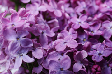 Fototapeta premium Closeup view of beautiful blossoming lilac as background