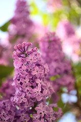 Fototapeta na wymiar Closeup view of beautiful blossoming lilac shrub outdoors