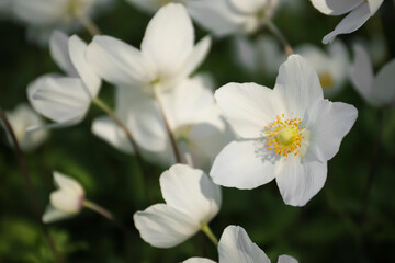 Fototapeta na wymiar Beautiful blossoming Japanese anemone flowers outdoors on spring day