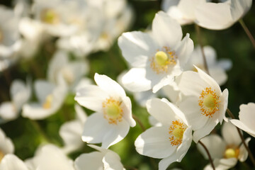 Fototapeta na wymiar Beautiful blossoming Japanese anemone flowers outdoors on spring day