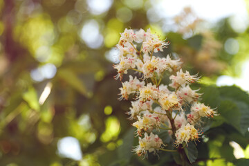 Closeup view of blossoming chestnut tree outdoors on sunny spring day