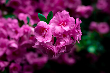 pink flowers
