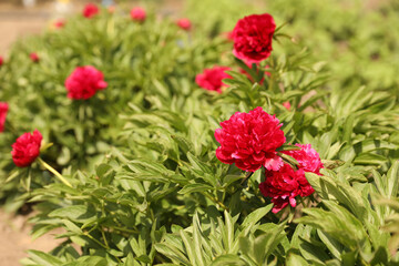 Beautiful blossoming peony bushes outdoors on spring day