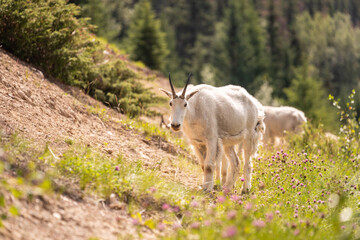 Goat in the mountains