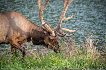 Elk with full antlers