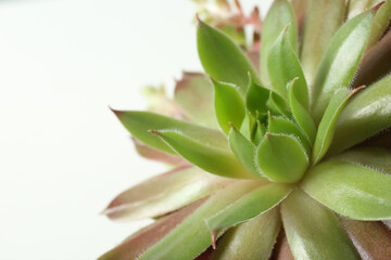 Obraz premium Beautiful echeveria on white background, closeup. Succulent plant
