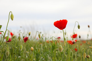 Obraz premium Beautiful red poppy flower growing in field, closeup