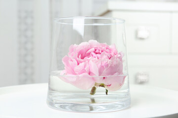 Beautiful pink peony bud in vase on white table