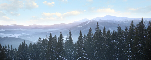 Picturesque view of conifer forest covered with snow on winter day. Banner design