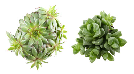 Different beautiful succulents on white background, top view
