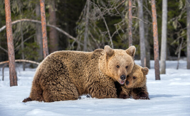 Obraz premium She-bear and bear cub in winter. Natural habitat. Brown bear, Scientific name: Ursus Arctos Arctos.