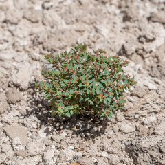 Fendler's Sandmat (Chamaesyce fendleri) is a prostrate perennial herb in the Euphorbia family 