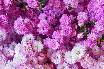 purple astras flowers

