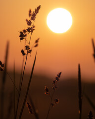 Obraz premium 北海道北広島市郊外の日の出（Sunrise in the suburbs of Kitahiroshima City, Hokkaido）