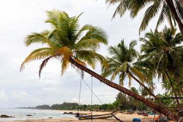 Naklejka premium Summer holiday and vacation background concept,of coconut palm tree on tropical beach.