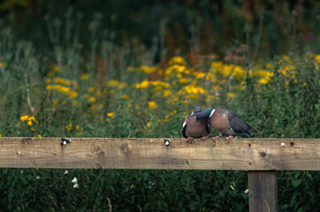 They Call It Love Two Wood Pigeons Courting In The Wild On A Wooden Fence