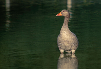 Greylag Goose Stood Up On A Park Lake Looking Left