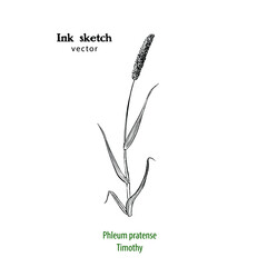 Hand drawn illustration of sprig of Timothy grass, Phleum pratense. black and white line drawing.