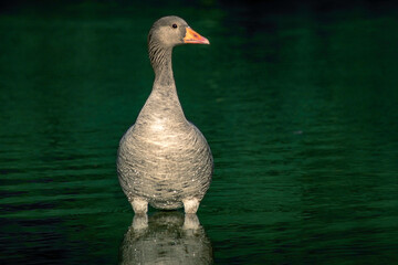 Greylag Goose Stood Up On A Park Lake Looking Left