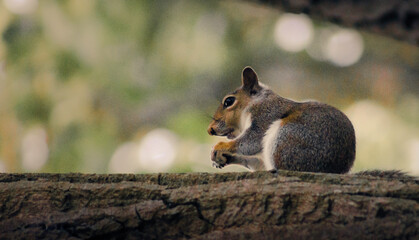 A Wild Squirrel Sat On A Branch Waiting In A Tree In Kettering England 