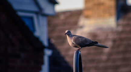 Eurasian Black Collared Dove At Dawn In Kettering England