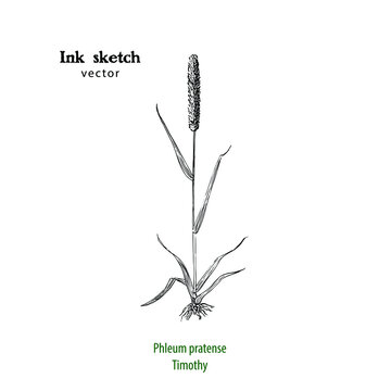 Hand drawn illustration of Timothy grass, Phleum pratense. black and white line drawing.