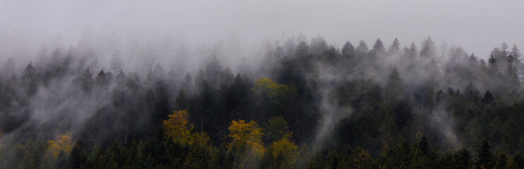 Herbstwald im Nebel