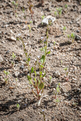 Lemmon's Scorpion-Weed (Phacelia lemmonii) is an uncommon native wildflower with small white...
