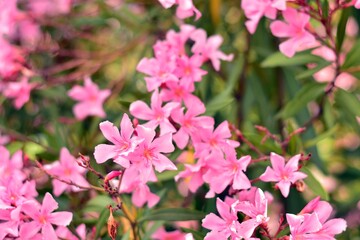 Flores rosas de adelfa, nerium oleander, en primavera