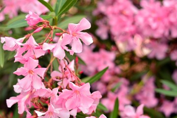Flores rosas de adelfa, nerium oleander, en primavera