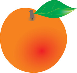 vector illustration of a peach durazno vector
