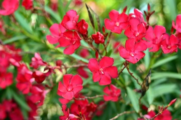 Obraz premium Flores rojas de adelfa, nerium oleander, en un jardín