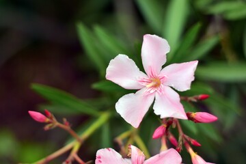 Fototapeta na wymiar Flores rosas de adelfa, nerium oleander, en primavera