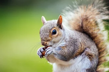 Foto auf Glas Selektive Fokusaufnahme eines Eichhörnchens im Hof © Giom Oppenheimer/Wirestock