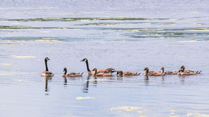Canada Geese and their young are swimming in a lake