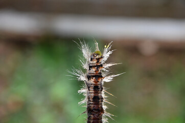 Insect In The Beautiful Background View