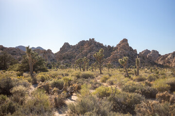 Desert Landscape of Mountains and Trees in Joshua Tree National Park California 