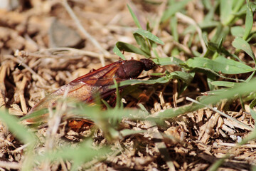 Chicatanas. Traditional food from Oaxaca. Mexican food. Ants with wings