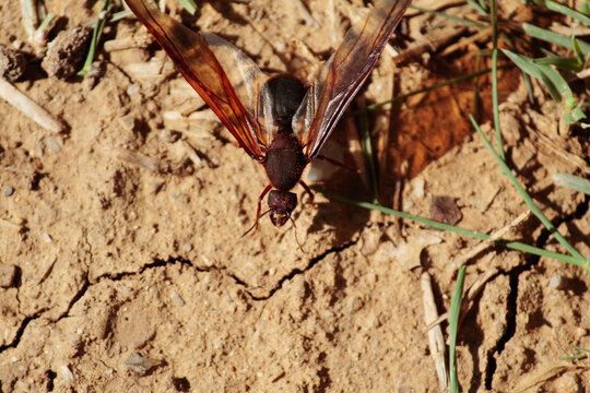 Chicatanas. Traditional food from Oaxaca. Mexican food. Ants with wings