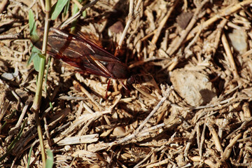 Chicatanas. Traditional food from Oaxaca. Mexican food. Ants with wings