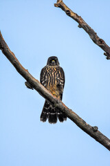A closeup of Merlin perching on the branch.   Vancouver BC Canada
