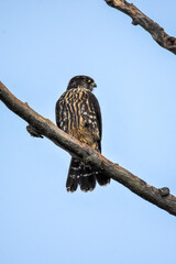 A closeup of Merlin perching on the branch.   Vancouver BC Canada
