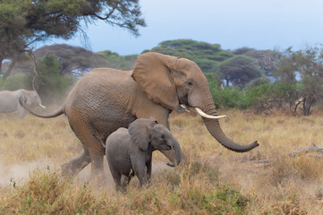 A Baby Elephant Running To Keep Up With Its Mother
