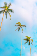 Palm trees on blue sky background. Tropical holidays and travel concept photo