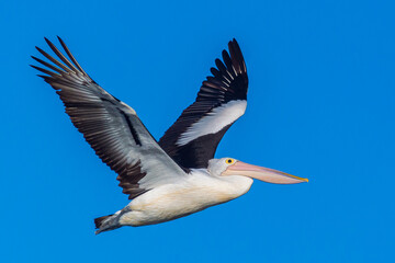Fototapeta na wymiar A Pelican In Full Flight With Its Wings Spread