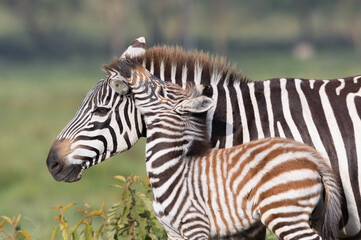 Fototapeta na wymiar A Baby Zebra Cuddling Up To Its Mother